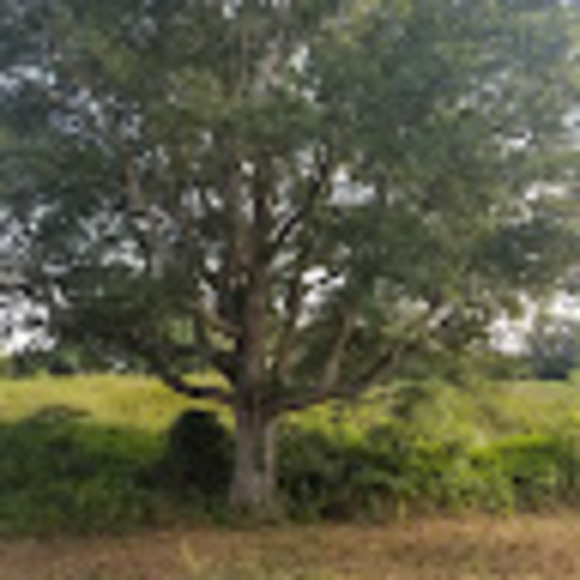 srobey8